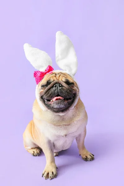 Милая собачка-мопс с кроличьими ушами на цветном фоне — стоковое фото