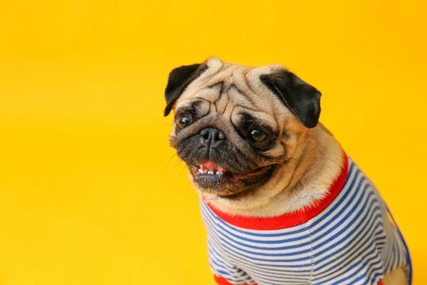 Lindo perro pug en camiseta sobre fondo de color — Foto de Stock