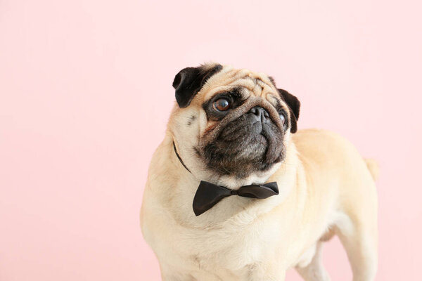 Cute pug dog with bowtie on color background