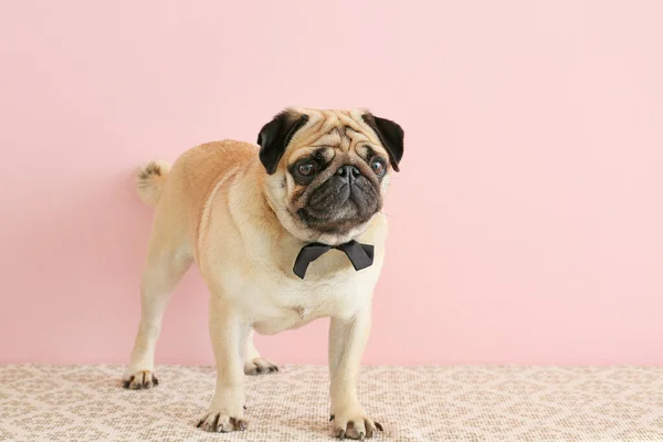 Lindo perro pug con corbata cerca de la pared de color — Foto de Stock