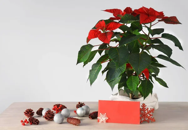 Natal poinsettia planta com cartão de saudação e decoração na mesa perto da parede branca — Fotografia de Stock