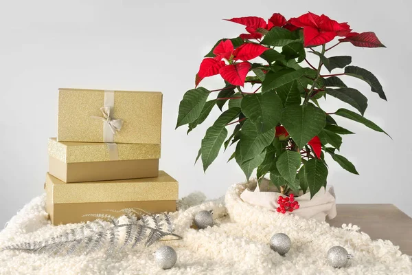 Boże Narodzenie roślin poinsettia z prezentów i wystroju na stole w pobliżu światła ściany — Zdjęcie stockowe