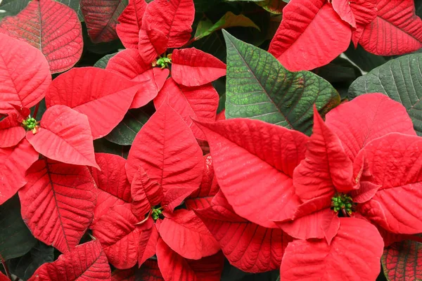 Різдвяна рослина пуансетія як фон — стокове фото