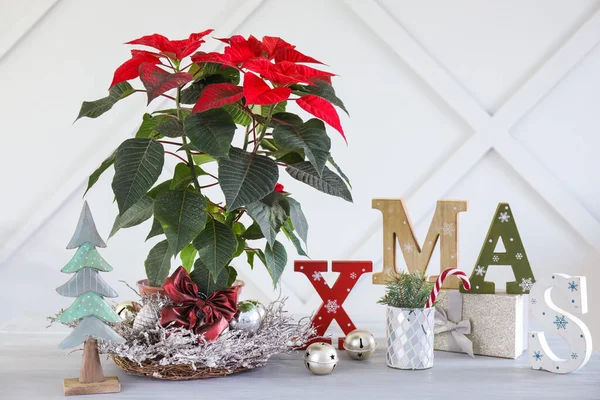 Natal poinsettia planta com presente e decoração na mesa perto da parede cinza — Fotografia de Stock