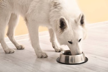 Evde kaseden yemek yiyen sevimli komik köpek.