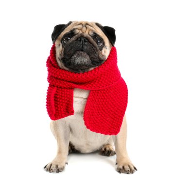 Beyaz arka planda sıcak eşarplı sevimli pug köpeği.