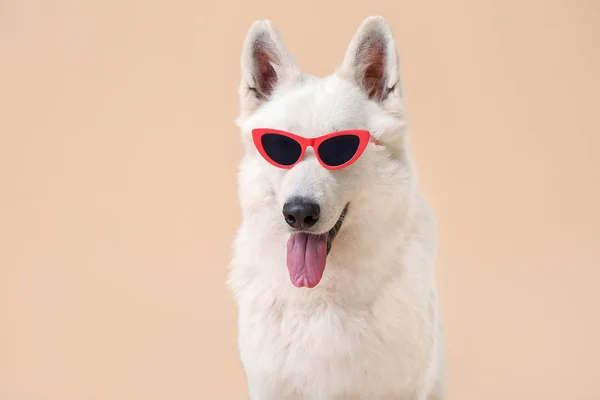 Chien drôle mignon avec des lunettes de soleil sur fond de couleur — Photo