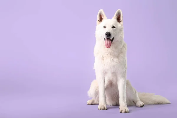 Cão engraçado bonito no fundo da cor — Fotografia de Stock