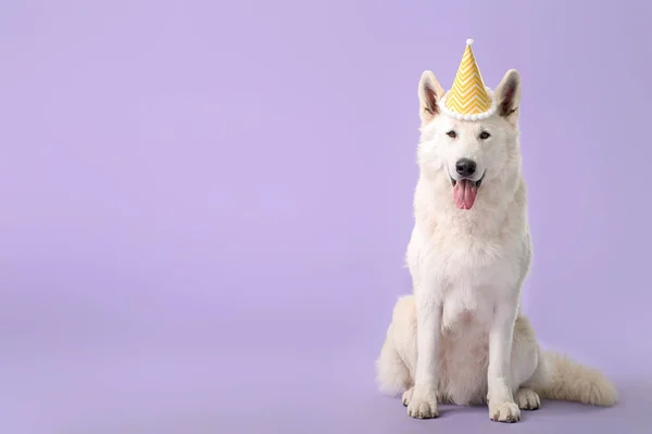 Cão engraçado bonito com chapéu de festa no fundo de cor — Fotografia de Stock