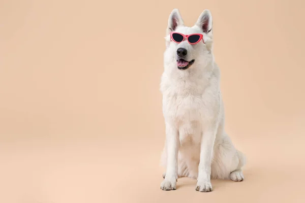 Cão engraçado bonito com óculos de sol no fundo de cor — Fotografia de Stock
