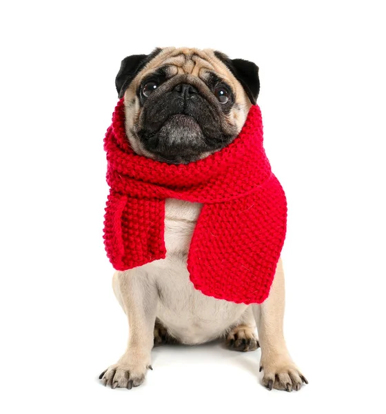 かわいいですパグ犬で暖かいスカーフで白い背景 — ストック写真