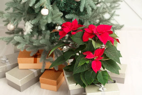 Bela flor poinsettia perto da árvore de Natal no quarto — Fotografia de Stock