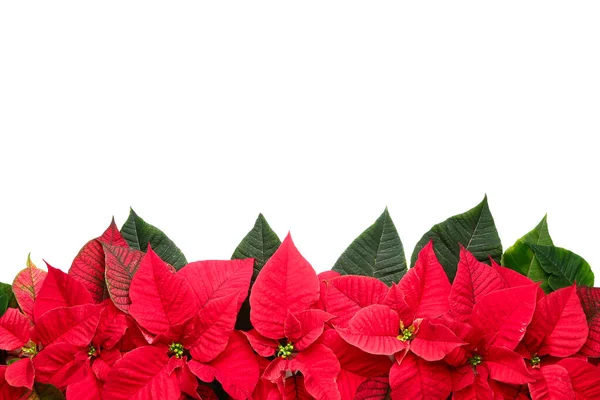 Flores de poinsettia de Navidad sobre fondo blanco — Foto de Stock