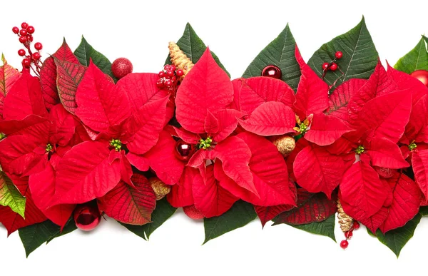 Hermosa composición navideña con poinsettia sobre fondo blanco —  Fotos de Stock