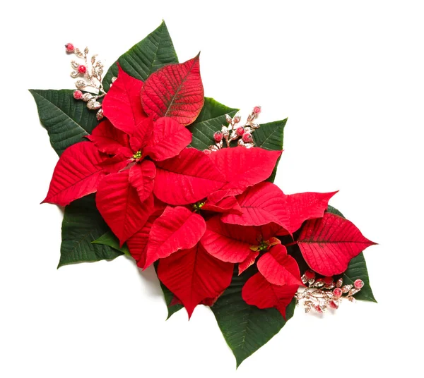 Krásná vánoční kompozice s poinsettia na bílém pozadí — Stock fotografie