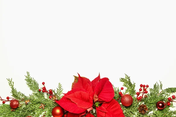 Bela composição de Natal com poinsettia no fundo branco — Fotografia de Stock