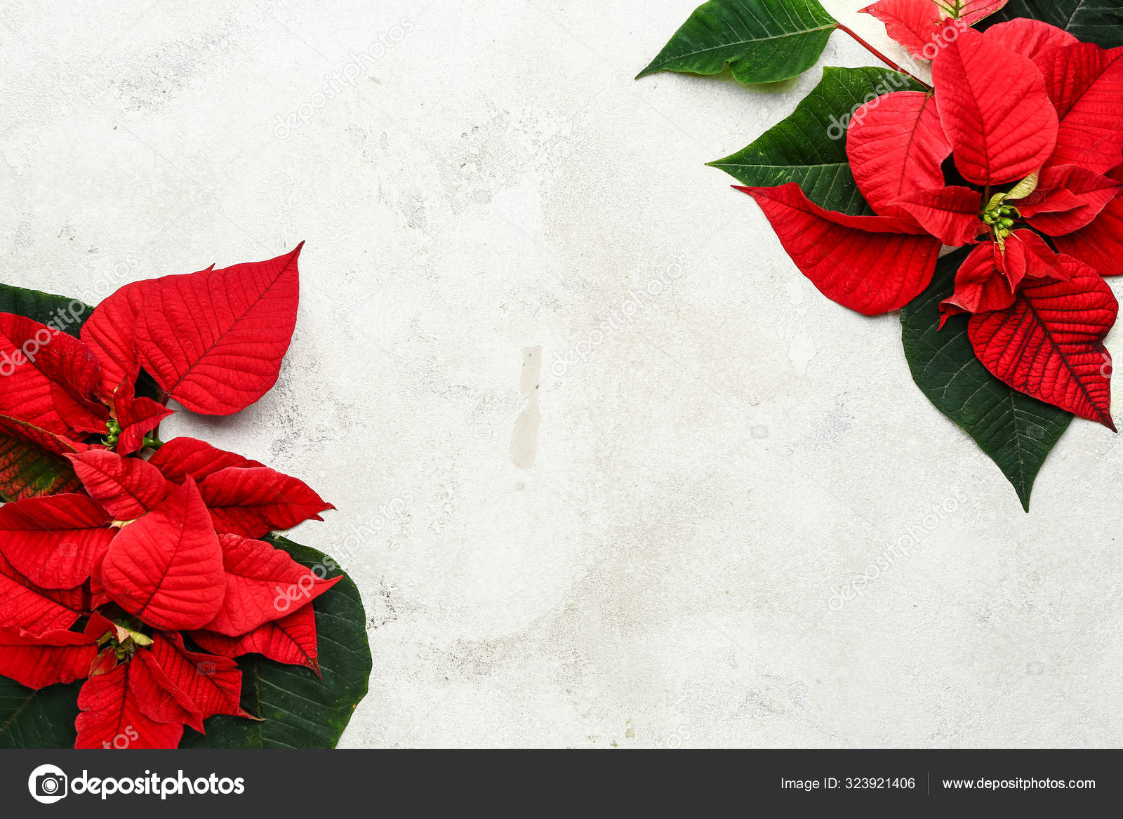 Schöne Weihnachtsblumen Weihnachtsstern auf hellem Hintergrund