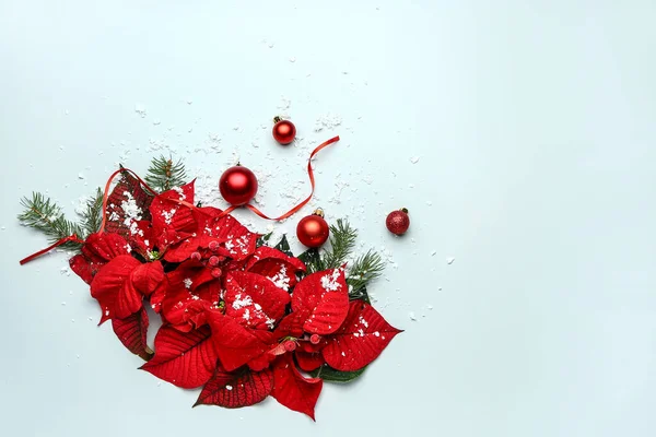 Bella composizione natalizia con poinsettia su sfondo bianco — Foto Stock