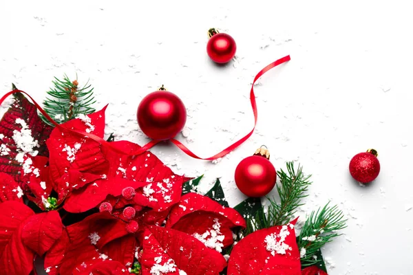 Hermosa composición navideña con poinsettia sobre fondo blanco —  Fotos de Stock