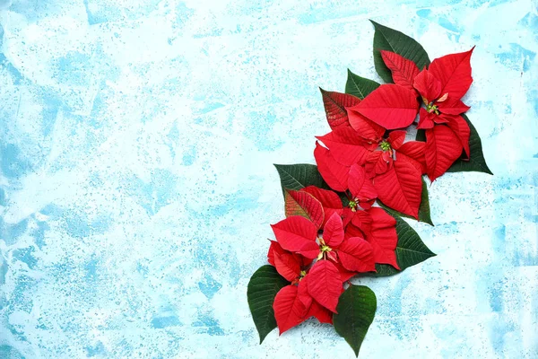 Mooie kerstbloemen poinsettia op kleur achtergrond — Stockfoto