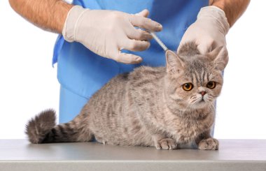 Veteriner beyaz arka planda sevimli kediyi aşılıyor, yakın plan.