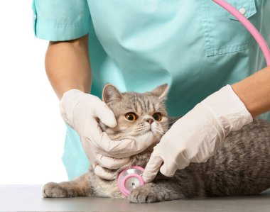 Veteriner beyaz arka planda şirin kediyi muayene ediyor, yakın plan.