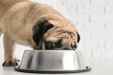 Beyaz tuğla duvarın yanında kaseden yemek yiyen sevimli köpek.