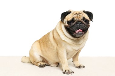 Beyaz arka planda sevimli Pug köpeği