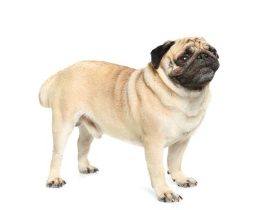 Beyaz arka planda sevimli Pug köpeği
