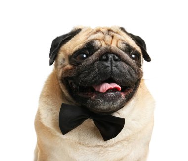Beyaz arka planda papyonlu sevimli pug köpeği.