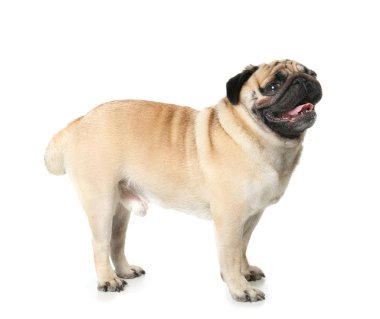 Beyaz arka planda sevimli Pug köpeği