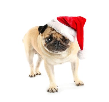 Beyaz arka planda Noel Baba şapkalı sevimli köpek.