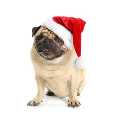 Beyaz arka planda Noel Baba şapkalı sevimli köpek.