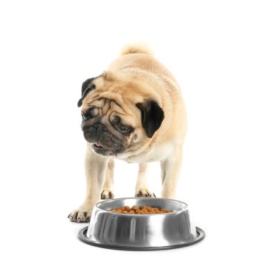 Tatlı pug dog ve beyaz arka planda yemekleri olan kase.