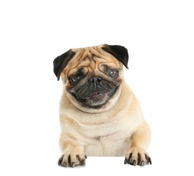 Beyaz arka planda sevimli Pug köpeği