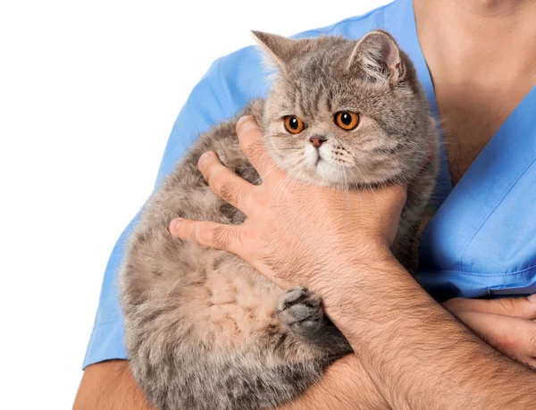 Veterinarian with cute cat on white background, closeup — Stock Photo, Image