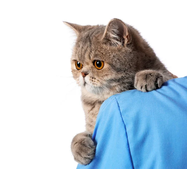 Veterinarian with cute cat on white background, closeup — Stock Photo, Image