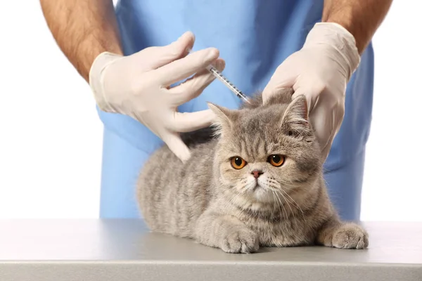 Veterinární lékař vakcinace roztomilé kočky na bílém pozadí, detailní záběr — Stock fotografie