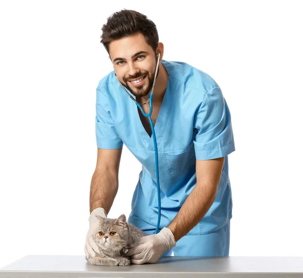 Veterinarian examining cute cat on white background — Stock Photo, Image