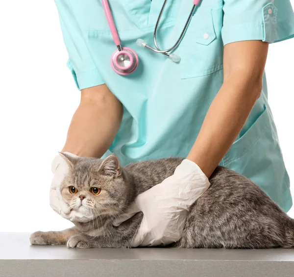 Veterinarian examining cute cat on white background — Stock Photo, Image