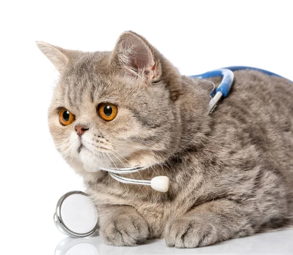 Cute cat with stethoscope on white background — Stock Photo, Image