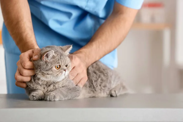Veterinário examinando gato bonito na clínica, close-up — Fotografia de Stock