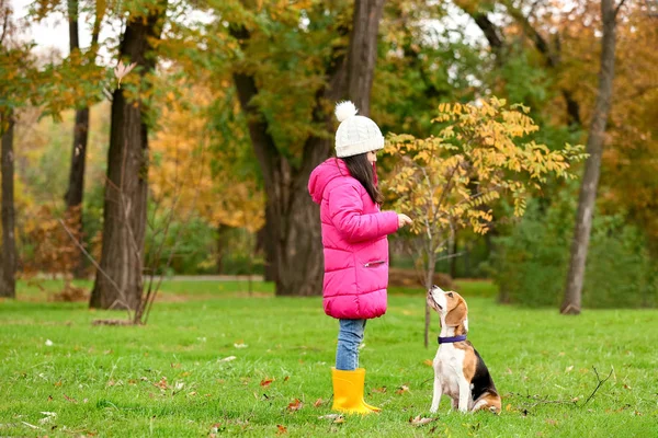 秋の公園でかわいいですアジアの女の子とともに可愛いですbeagle犬 — ストック写真