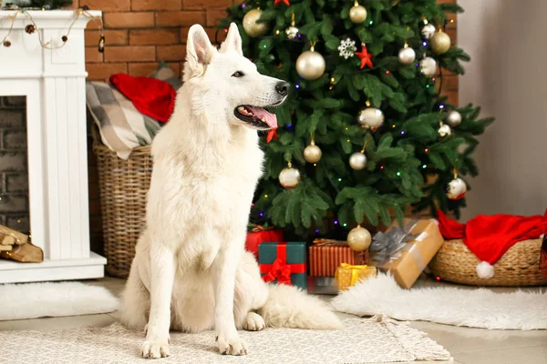 Милая смешная собака дома в канун Рождества — стоковое фото