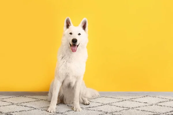 Lindo perro divertido cerca de pared de color —  Fotos de Stock