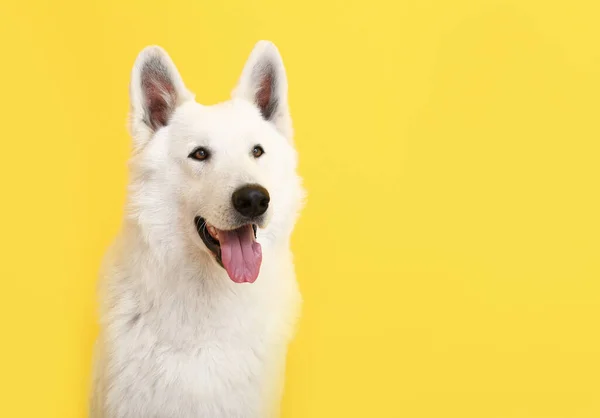 Roztomilý legrační pes na barevném pozadí — Stock fotografie