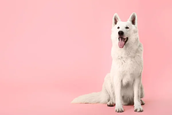 Cão engraçado bonito no fundo da cor — Fotografia de Stock