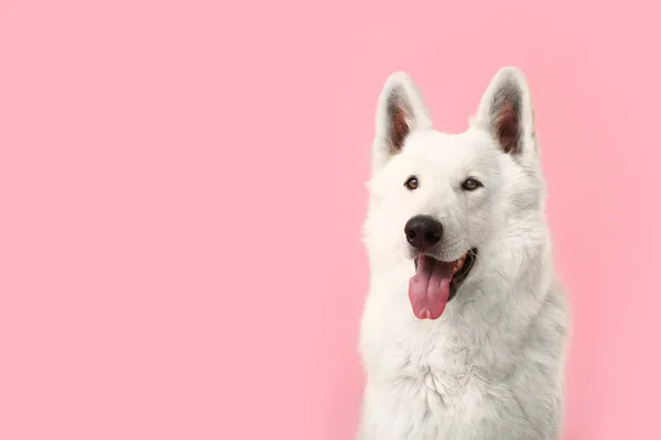 Söt rolig hund på färg bakgrund — Stockfoto