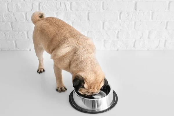 Lindo perro pug comer desde un tazón cerca de la pared de ladrillo blanco — Foto de Stock