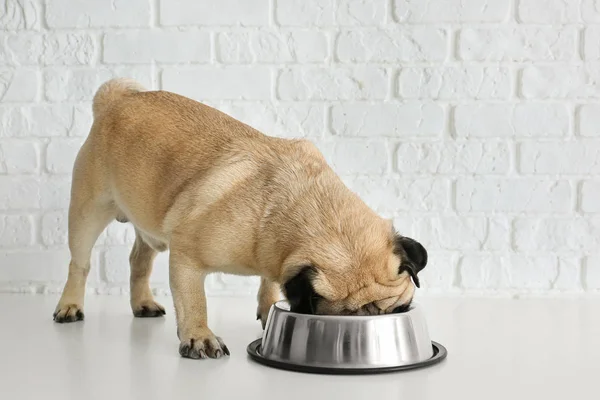 Cute pug dog eating from bowl near white brick wall — Stock Photo, Image